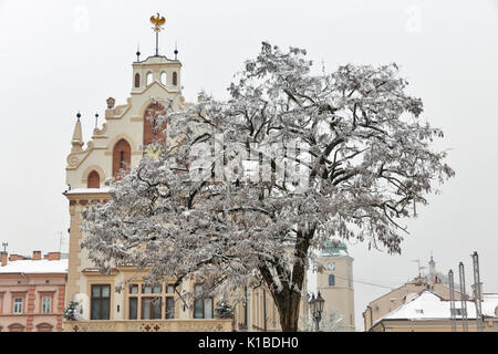 Hôtel de ville avec les arbres de Noël décorés à Rzeszow. Pologne Banque D'Images