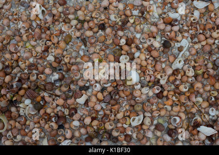 Coquillages colorés, Outer Hebrides Banque D'Images