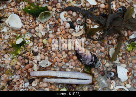 Coquillages colorés, Outer Hebrides Banque D'Images