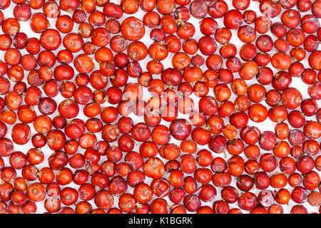 Graines de genévrier sec sur macro. La photo haute résolution Banque D'Images