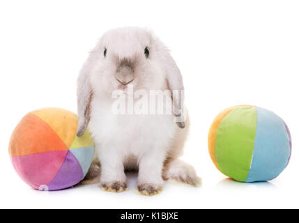 Mini Lop, in front of white background Banque D'Images