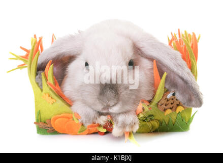 Mini Lop, in front of white background Banque D'Images