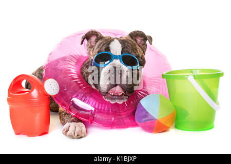 American bully in front of white background Banque D'Images