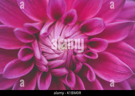 Macro close up photographie d'une fleur rose en été en Angleterre Banque D'Images