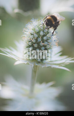 Close up macro photo d'une abeille sur un chardon en été Banque D'Images