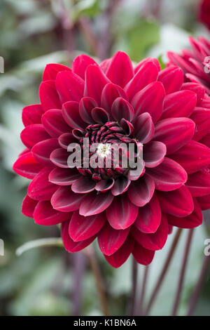 Dahlia 'Choc' Karma Banque D'Images