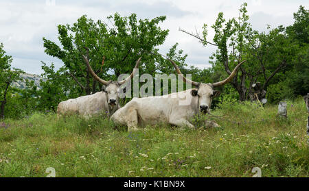 Deux bœufs blancs à longues cornes se trouvent sur un pré sous les arbres. Stock photo. Banque D'Images