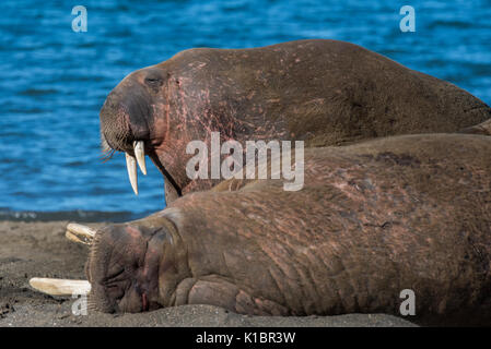 La Norvège, Svalbard, au sud de la Réserve Naturelle de Svalbard, Edgeoya, Kapp Lee. Petit groupe de morses sur plage éloignée (WILD : Odobenus roamerus) Banque D'Images