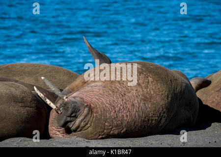 La Norvège, Svalbard, au sud de la Réserve Naturelle de Svalbard, Edgeoya, Kapp Lee. Petit groupe de morses sur plage éloignée (WILD : Odobenus roamerus) Banque D'Images