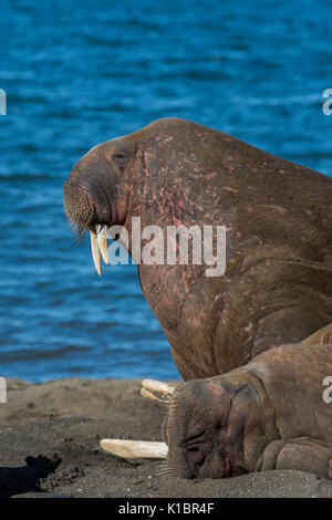 La Norvège, Svalbard, au sud de la Réserve Naturelle de Svalbard, Edgeoya, Kapp Lee. Petit groupe de morses sur plage éloignée (WILD : Odobenus roamerus) Banque D'Images