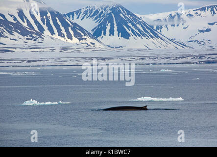 Rorqual commun, Balaenoptera physalus, seul adulte natation contre toile de fond de montagnes couvertes de neige. Prise en Juin, Spitsbergen, Svalbard, Norvège Banque D'Images