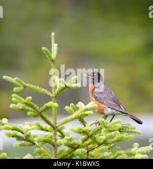 American Robin Banque D'Images