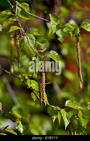 Brindille d'un bouleau à feuilles vert frais et de chatons. Banque D'Images