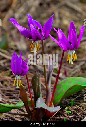 Au début du printemps des fleurs lilas. Banque D'Images