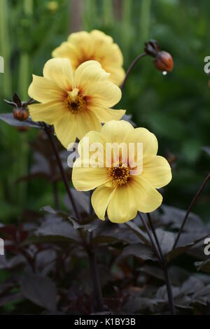 Dahlia 'Lumière du soleil' d'Hadrien Banque D'Images