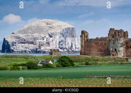 Ecosse - Bass Rock et le Château de Tantallon peuvent être vus ensemble à partir de la route panoramique d'East Lothian, près de Dunbar et North Berwick. Banque D'Images