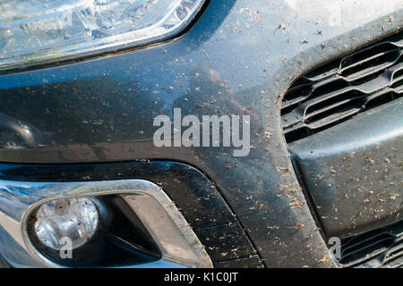 Fly squash sur l'avant d'une voiture Banque D'Images
