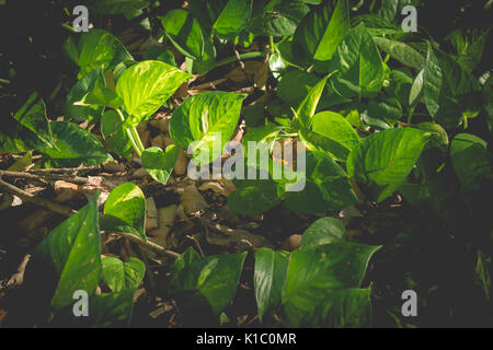 L'intérieur de la jungle de plantes tropicales (effet rétro fade) Banque D'Images