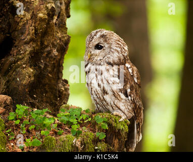 Portrait of young Brown Owl Strix Aluco enr en forêt - Banque D'Images