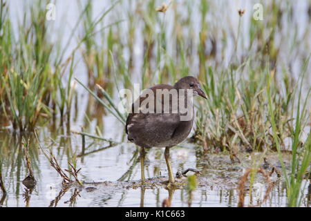 La Gallinule poule-d'eau Gallinula, chloorpus Saltholme RSPB, au Royaume-Uni ; Banque D'Images