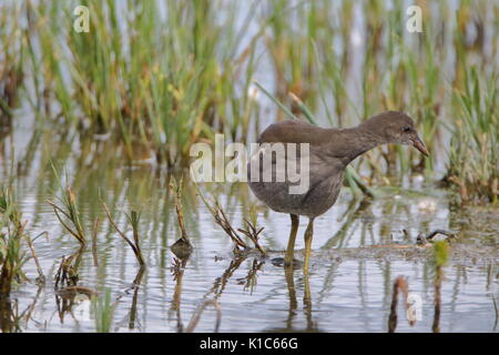 La Gallinule poule-d'eau Gallinula, chloorpus Saltholme RSPB, au Royaume-Uni ; Banque D'Images