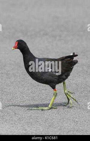 Gallinula chloropus Gallinule poule-d'eau, traverser la route à Teesside RSPB Saltholme ; UK Banque D'Images