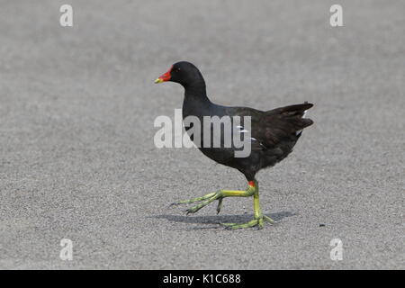 La marche n'Gallinule poule-d' ! Gallinula chloropus Gallinule poule-d'eau, traverser la route à Teesside RSPB Saltholme ; UK Banque D'Images