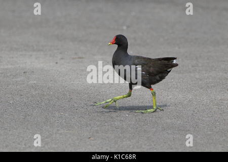 Gallinula chloropus Gallinule poule-d'eau, traverser la route à Teesside RSPB Saltholme ; UK Banque D'Images