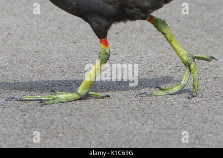 Gallinula chloropus Gallinule poule-d'eau, traverser la route à Teesside RSPB Saltholme ; UK Banque D'Images