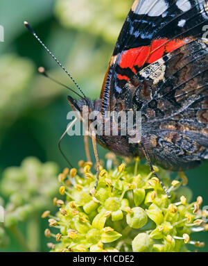 Close up de Vulcain Vanessa atalanta Papillon se nourrissant de fleurs de lierre Banque D'Images