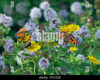 Petit papillon écaille Aglais urticae se nourrissant d'eau et de menthe sauvage Fleabane Août fleurs Banque D'Images