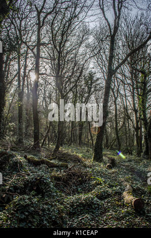 Porthkerry Country Park, à Barry, Vale of Glamorgan, Pays de Galles. Banque D'Images