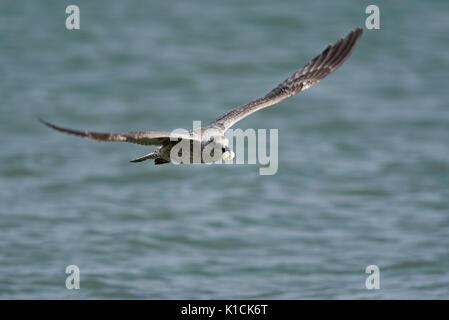Mouette argentée juvénile Larus argentatus volant bas au-dessus de la mer transportant une prise de nourriture dans son bec. Famille des Gull Laridae Banque D'Images