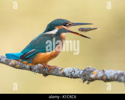 Femelle de Kingfisher (Alcedo atthis) oiseaux de manger un poisson Banque D'Images