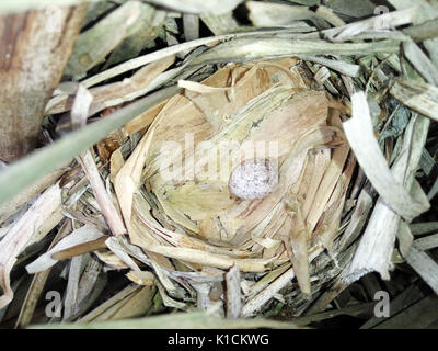 Locustella luscinioides. Le nid de la SAVI's Warbler dans la nature. La Russie, la région de Riazan (Ryazanskaya oblast), l'Pronsky District. Banque D'Images