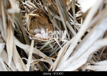 Locustella luscinioides. Le nid de la SAVI's Warbler dans la nature. La Russie, la région de Riazan (Ryazanskaya oblast), l'Pronsky District. Banque D'Images