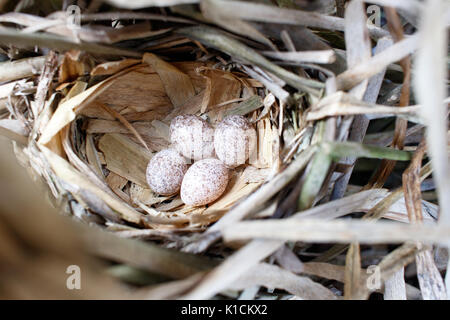 Locustella luscinioides. Le nid de la SAVI's Warbler dans la nature. La Russie, la région de Riazan (Ryazanskaya oblast), l'Pronsky District. Banque D'Images