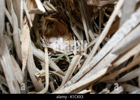 Locustella luscinioides. Le nid de la SAVI's Warbler dans la nature. La Russie, la région de Riazan (Ryazanskaya oblast), l'Pronsky District. Banque D'Images