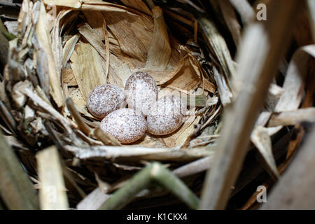 Locustella luscinioides. Le nid de la SAVI's Warbler dans la nature. La Russie, la région de Riazan (Ryazanskaya oblast), l'Pronsky District. Banque D'Images