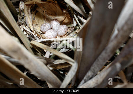 Locustella luscinioides. Le nid de la SAVI's Warbler dans la nature. La Russie, la région de Riazan (Ryazanskaya oblast), l'Pronsky District. Banque D'Images