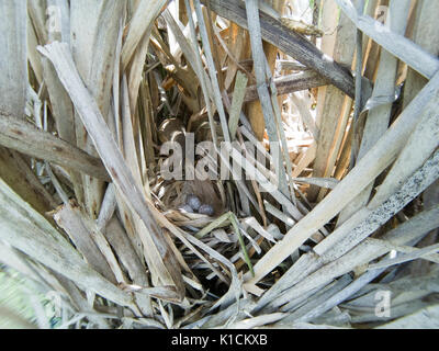 Locustella luscinioides. Le nid de la SAVI's Warbler dans la nature. La Russie, la région de Riazan (Ryazanskaya oblast), l'Pronsky District. Banque D'Images