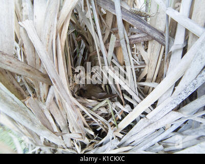 Locustella luscinioides. Le nid de la SAVI's Warbler dans la nature. La Russie, la région de Riazan (Ryazanskaya oblast), l'Pronsky District. Banque D'Images