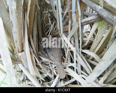 Locustella luscinioides. Le nid de la SAVI's Warbler dans la nature. La Russie, la région de Riazan (Ryazanskaya oblast), l'Pronsky District. Banque D'Images