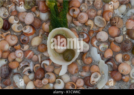 Coquillages colorés, Outer Hebrides Banque D'Images