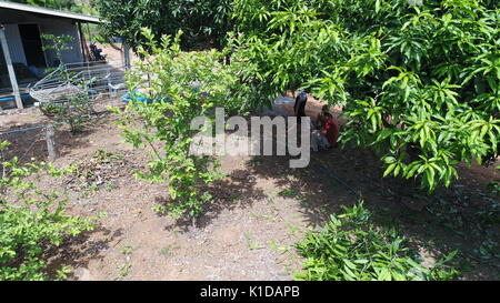 Drone volant en Thaïlande Banque D'Images