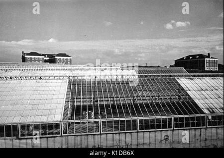 Vue d'une des serres de la ferme expérimentale du ministère de l'Agriculture, à Beltsville, Maryland, 1935. De la bibliothèque publique de New York. Banque D'Images