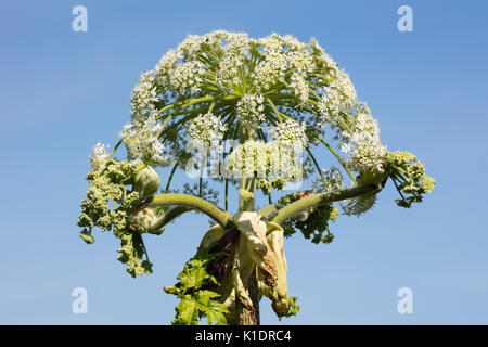 La berce du Caucase ou panais sauvage (Heracleum mantegazzianum), Nordrhein-Westfalen, Allemagne Banque D'Images