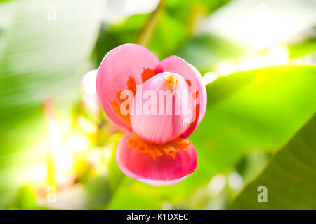 Banane rose flower,être belle. Banque D'Images