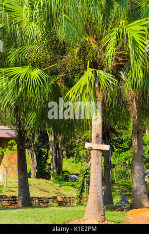 Chine:Palm, le Trachycarpus fortunei palmier chanvre chinois palmier chanvre ou chusan palm, est un palmier originaire de la Chine centrale (hubei) vers le sud, sud Banque D'Images