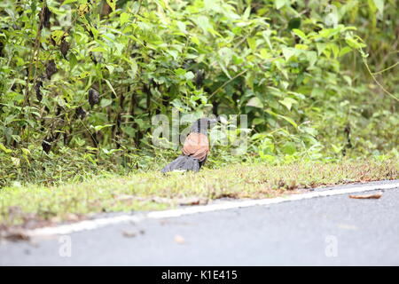 Coucal centropus sinensis (plus) dans le parc national Khao Yai, Thaïlande Banque D'Images